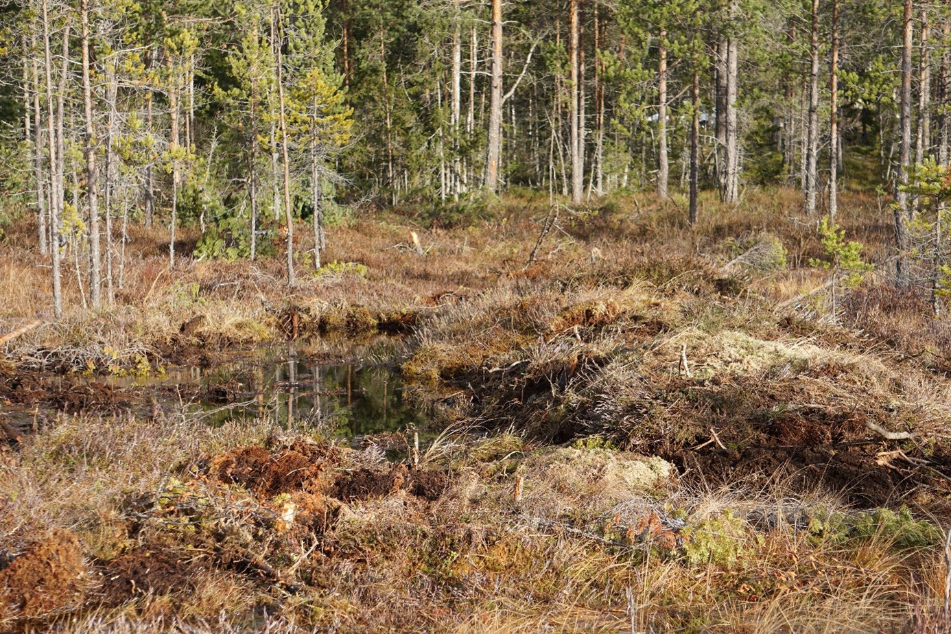diket
mot Klingertjärn