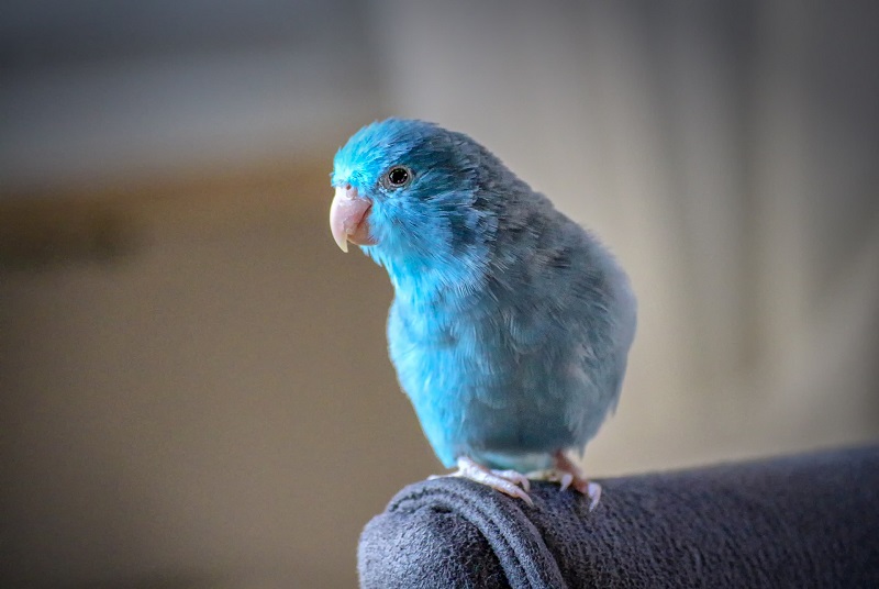En blå fågel