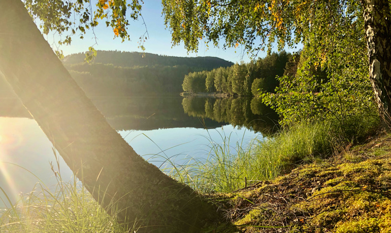 Bild på träd och älv vid kanten av ett solbelyst Nipleden - en led att njuta av från Risön i Sollefteå.